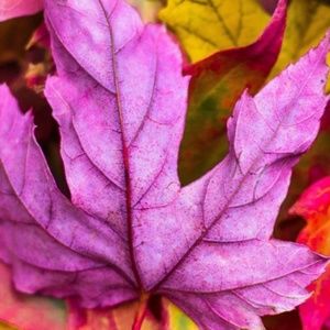 Meet your Posher, Tala